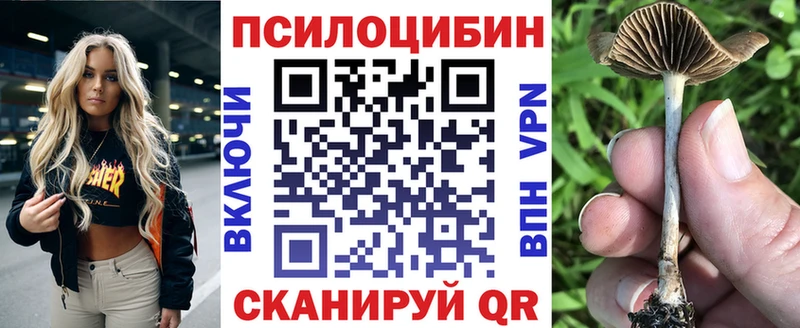 где найти Ковылкино Псилоцибиновые грибы Psilocybine cubensis